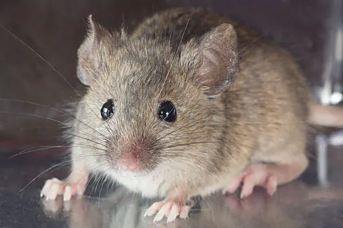 Laucha doméstica (Mus musculus) de cerca