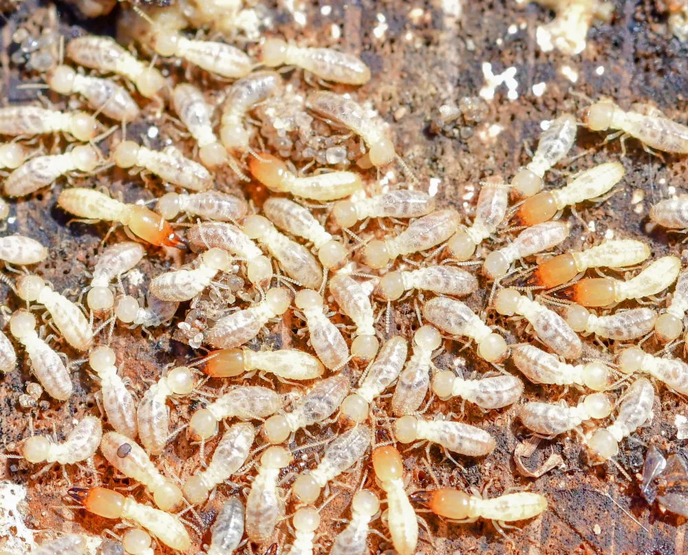 Colonia de termitas subterráneas Reticulitermes flavipes, la especie más dañina de Chile